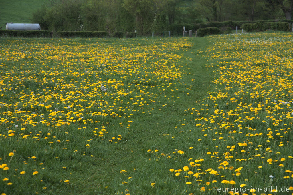 Detailansicht von Löwenzahnwiese und Wiesenweg beim Periolbach, Raeren, B.