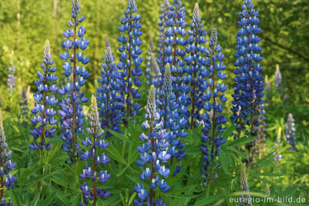 Detailansicht von Lupinen, Lupinus angustifolius