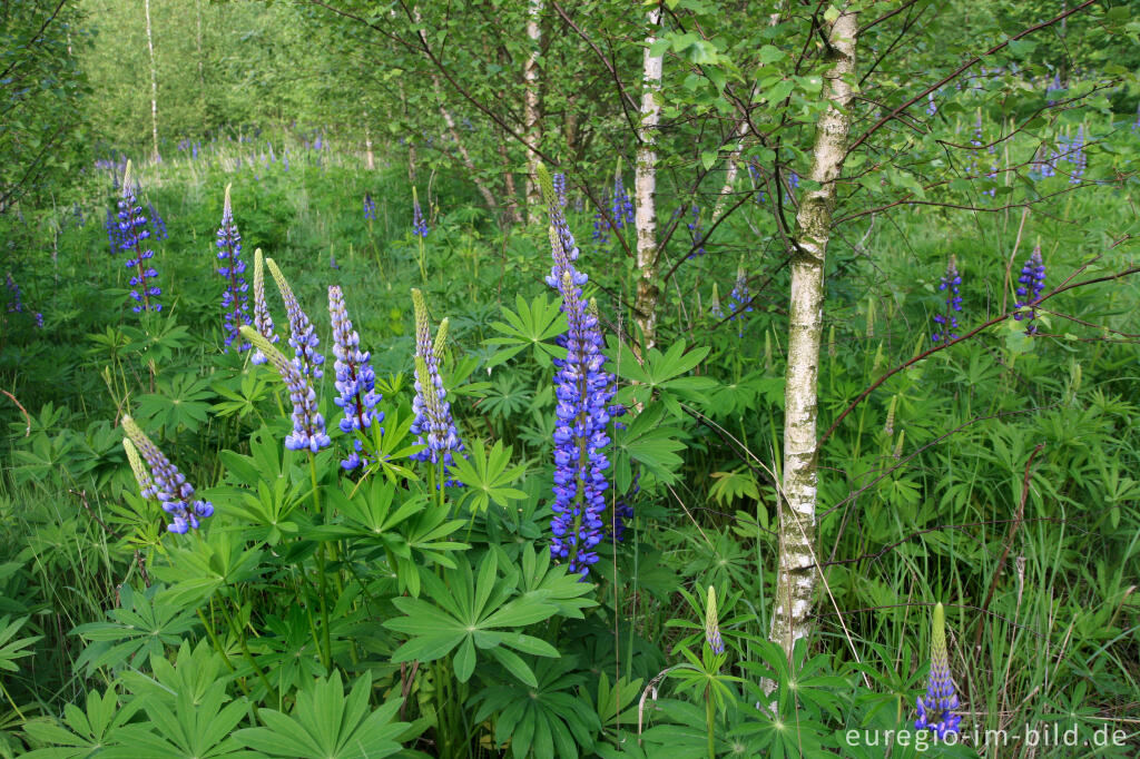 Detailansicht von Lupinen, Lupinus angustifolius