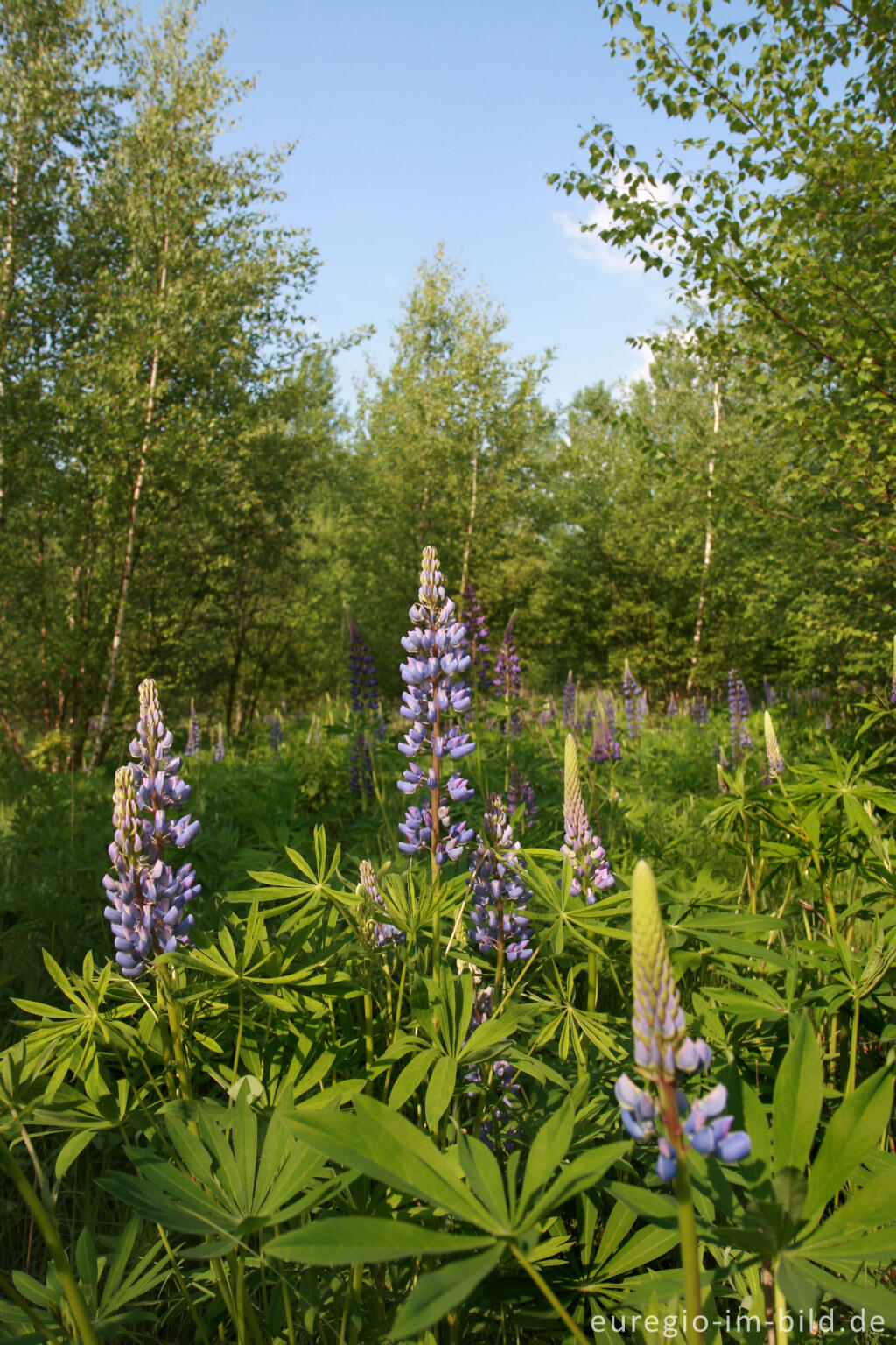 Detailansicht von Lupinen, Lupinus angustifolius