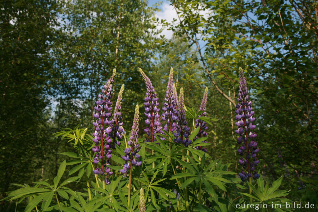 Detailansicht von Lupinen, Lupinus angustifolius