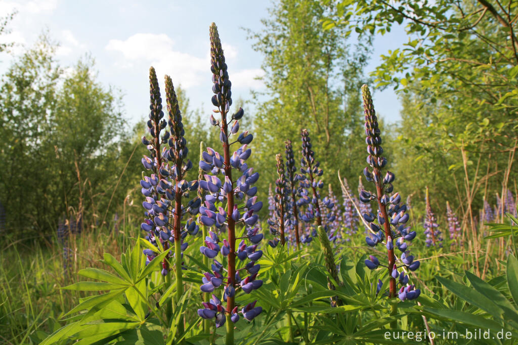 Detailansicht von Lupinen, Lupinus angustifolius