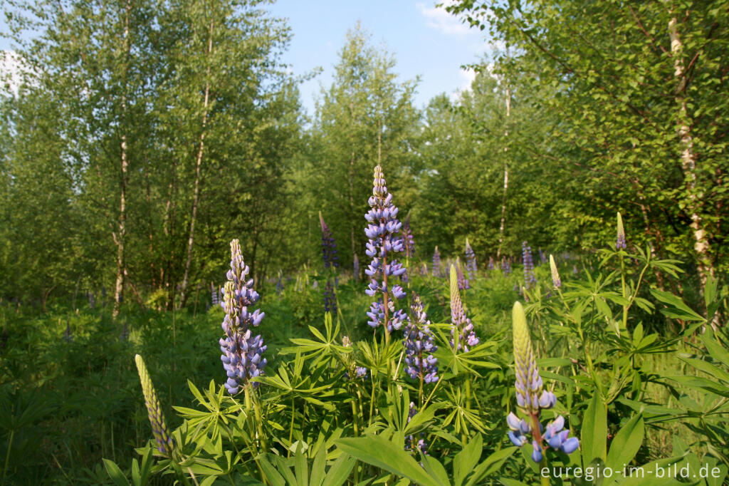 Detailansicht von Lupinen, Lupinus angustifolius