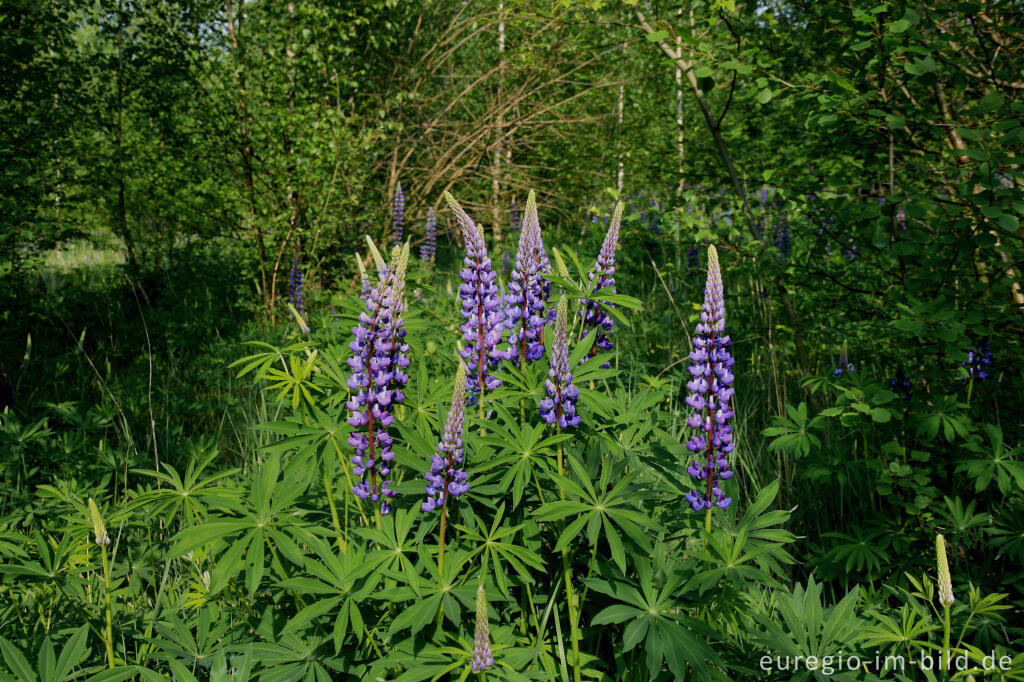 Detailansicht von Lupinen, Lupinus angustifolius