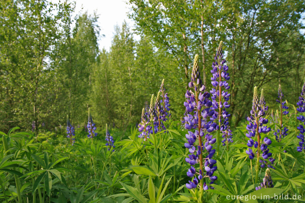 Detailansicht von Lupinen, Lupinus angustifolius