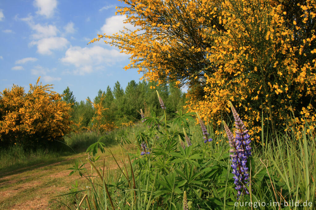 Detailansicht von Lupinen und Ginster am Blausteinsee