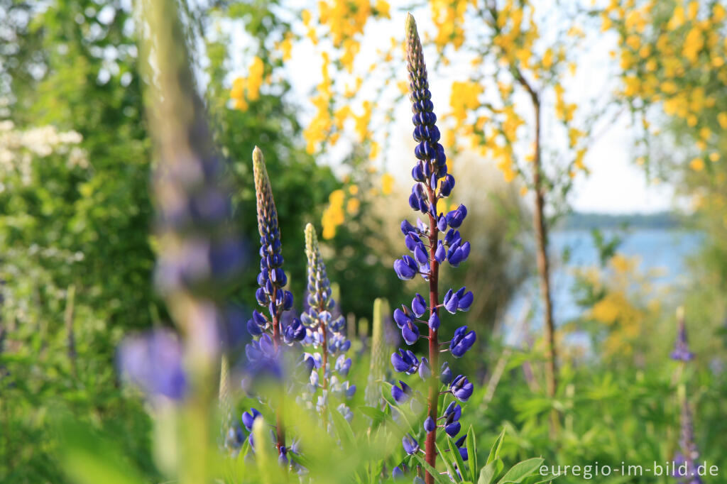 Detailansicht von Lupinen und Ginster am Blausteinsee