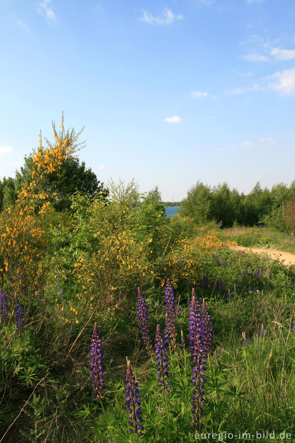 Detailansicht von Lupinen und Ginster am Blausteinsee