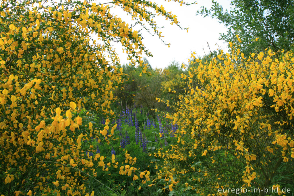 Detailansicht von Lupinen und Ginster beim Blausteinsee