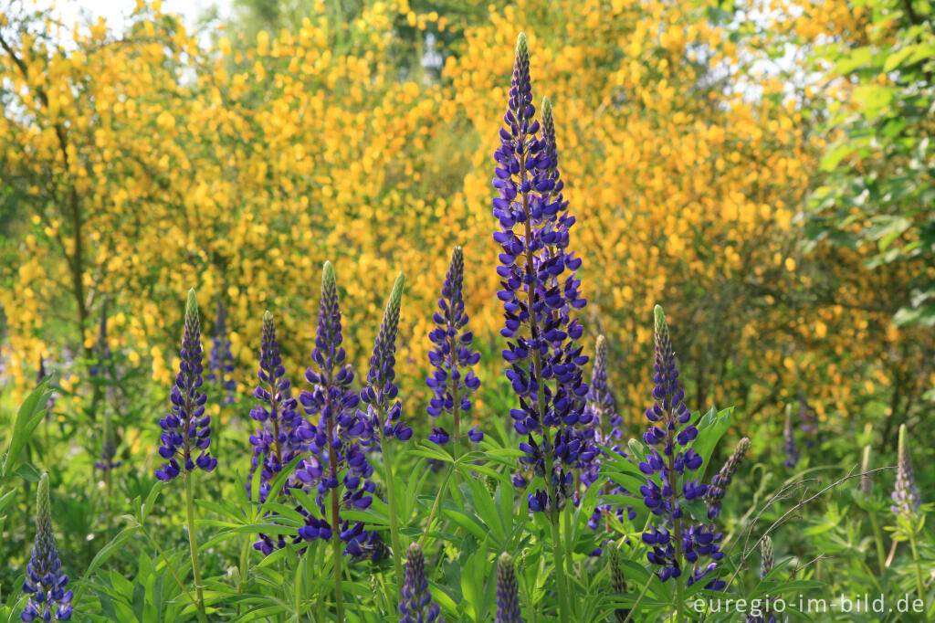 Detailansicht von Lupinen und Ginster beim Blausteinsee