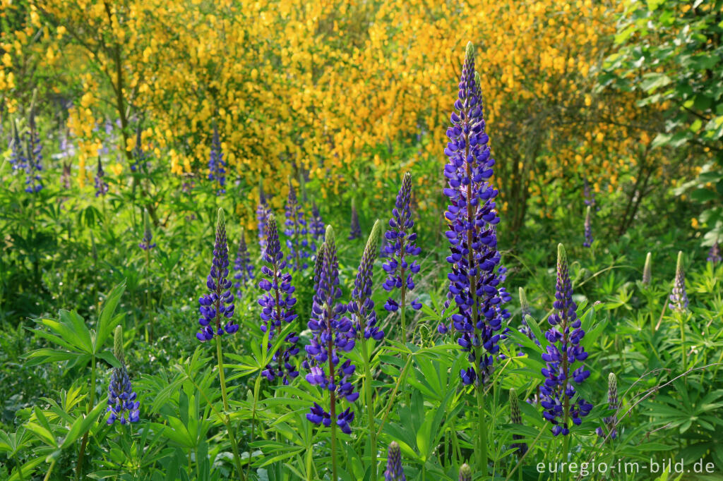 Detailansicht von Lupinen und Ginster beim Blausteinsee