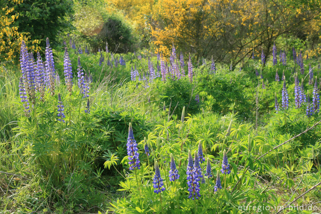 Detailansicht von Lupinen und Ginster beim Blausteinsee