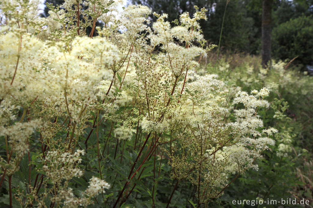 Detailansicht von Mädesüß (Filipendula ulmaria)