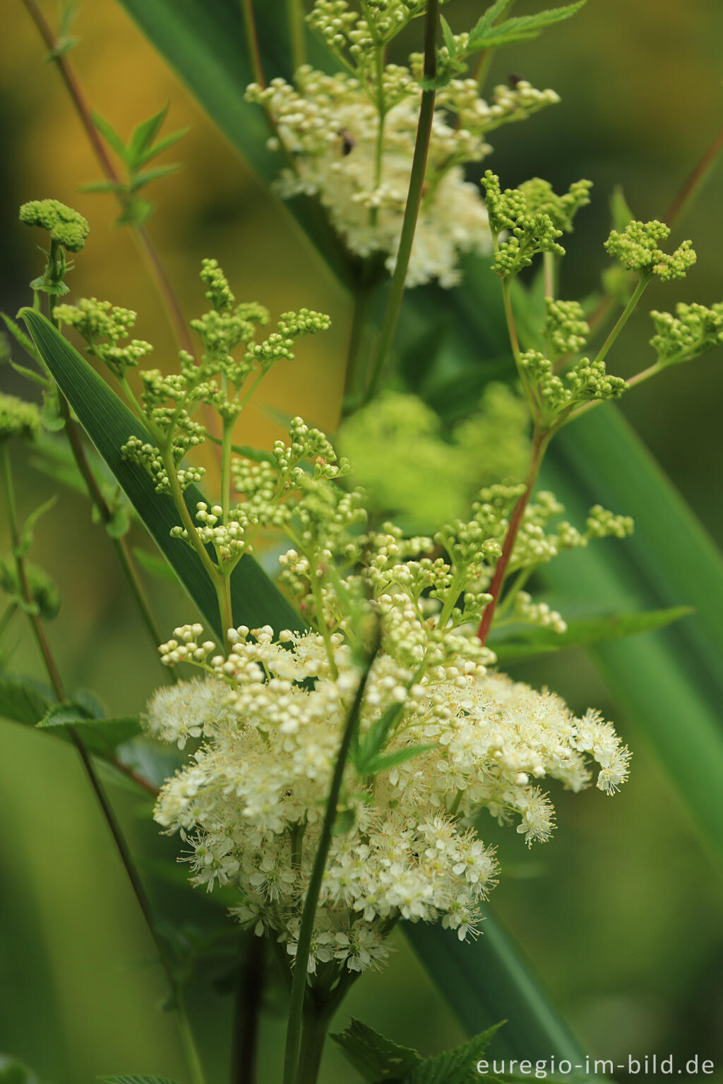 Detailansicht von Mädesüß, Filipendula