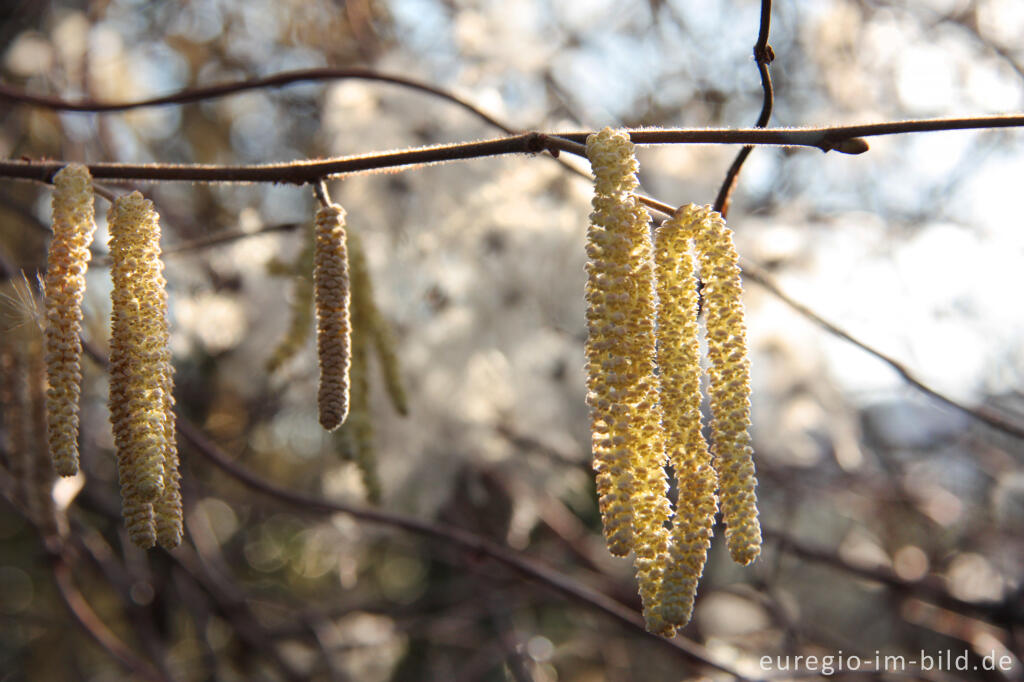 Detailansicht von Männlicher Blütenstand der Hasel, Corylus