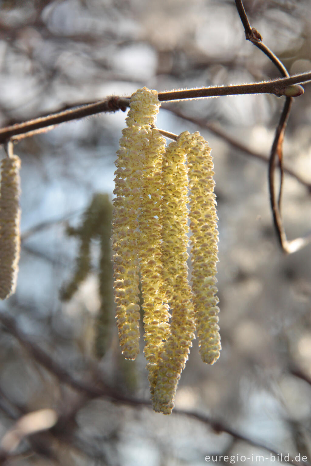 Detailansicht von Männlicher Blütenstand der Hasel, Corylus