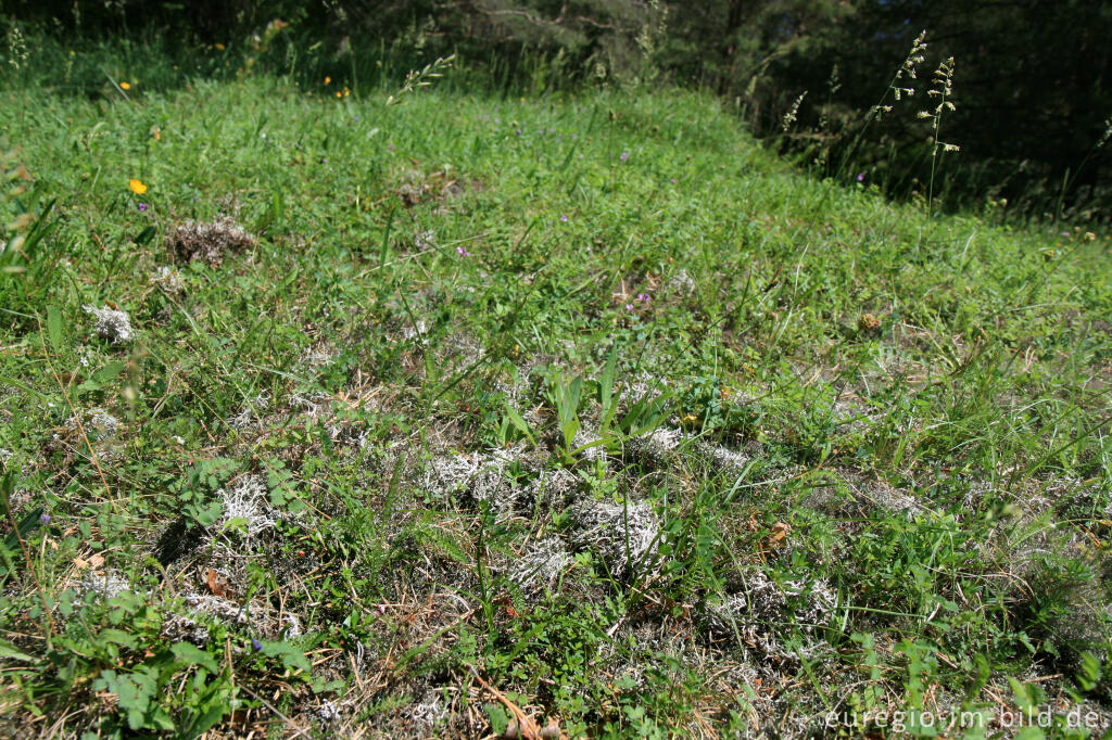 Detailansicht von Magerrasen mit Flechten beim Schlangenberg, Breinigerheide, Nordeifel