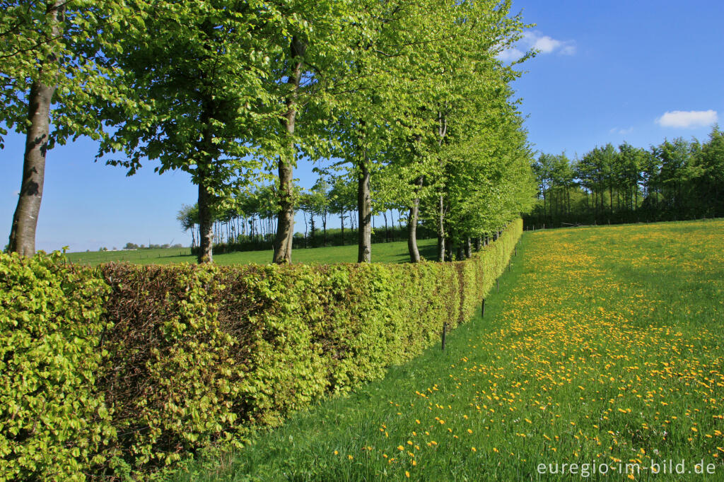 Detailansicht von Maigrüne Flurhecke im Monschauer Heckenland bei Höfen