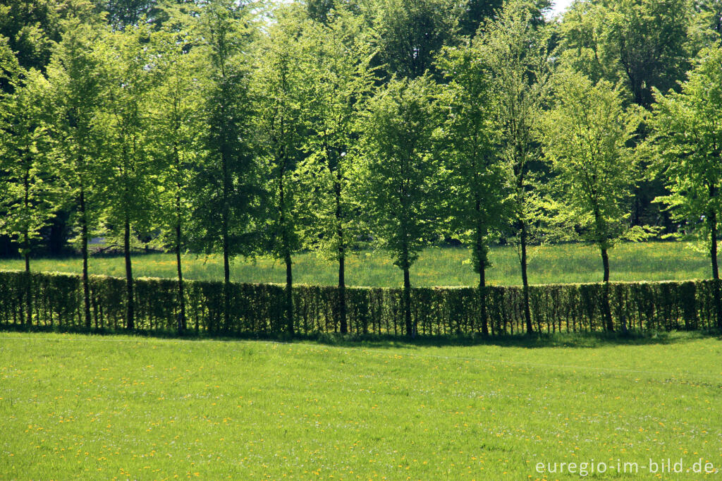 Detailansicht von Maigrüne Flurhecke im Monschauer Heckenland bei Höfen