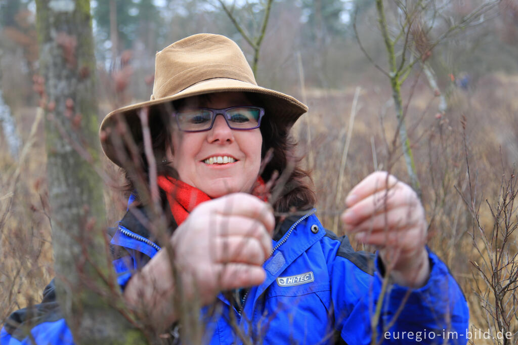 Detailansicht von Marga Meijers bei der Gagelernte  im Naturpark De Meinweg