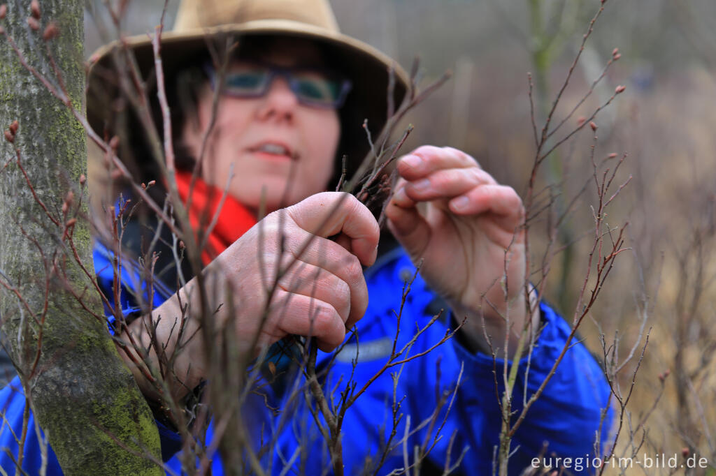 Detailansicht von Marga Meijers bei der Gagelernte  im Naturpark De Meinweg