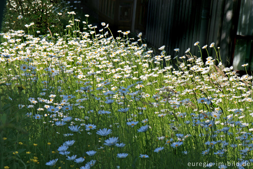 Detailansicht von Margeriten, Leucanthemum vulgare