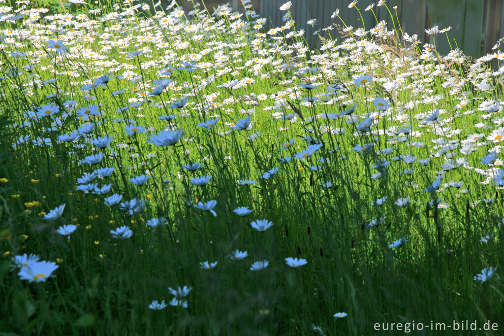 Detailansicht von Margeriten, Leucanthemum vulgare