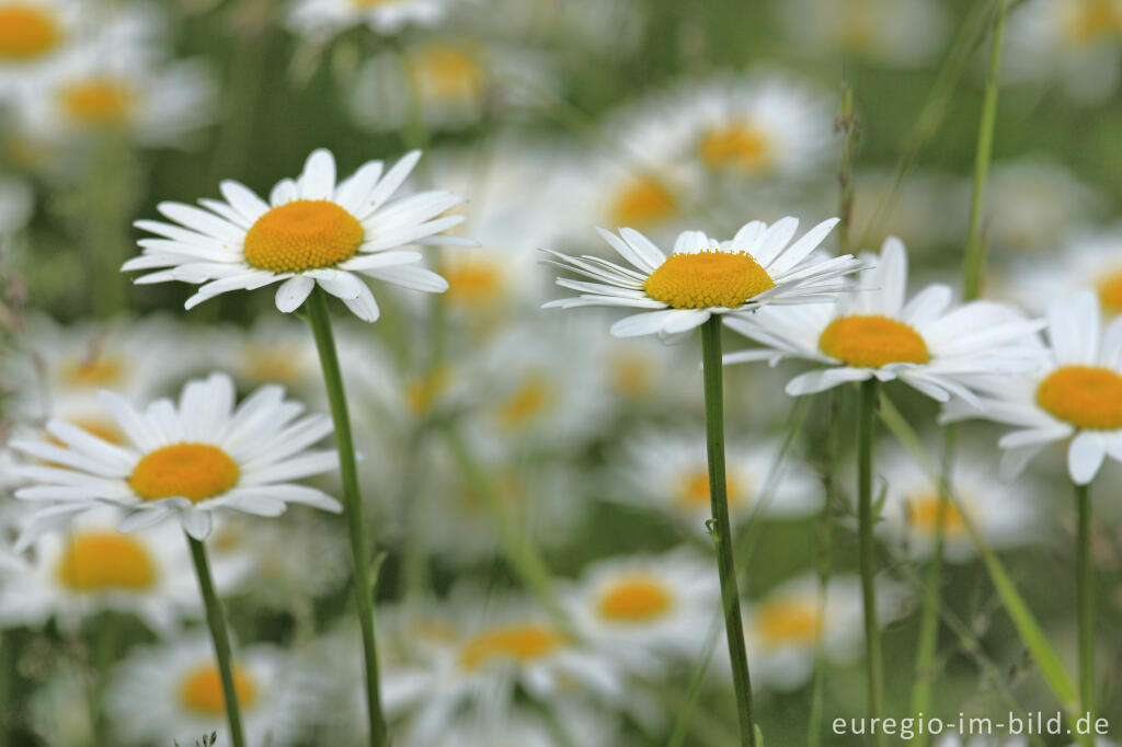 Detailansicht von Margeriten