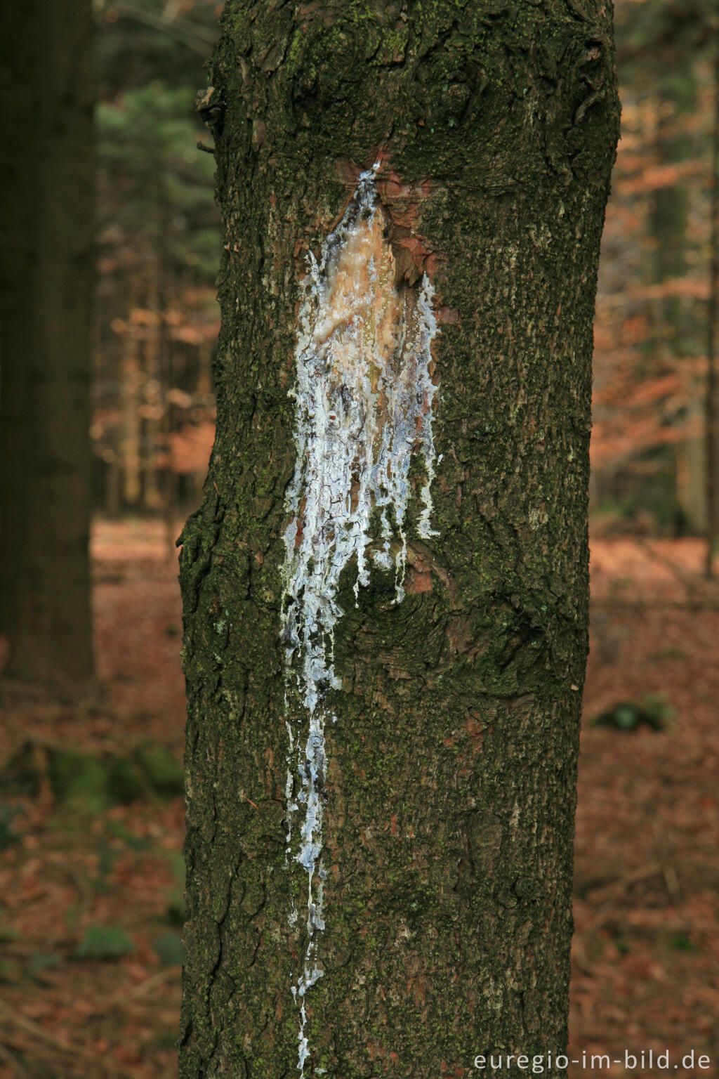 Detailansicht von Markierung eines Rehbocks an einem Baumstamm