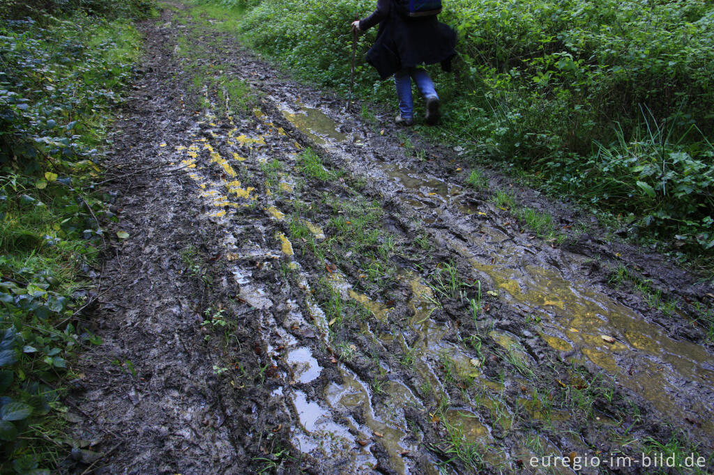 Detailansicht von Matschiger Weg (Eifelsteig)