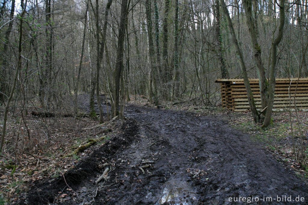 Detailansicht von Matschweg, Hohnbachtal 2008, Kelmis (B)