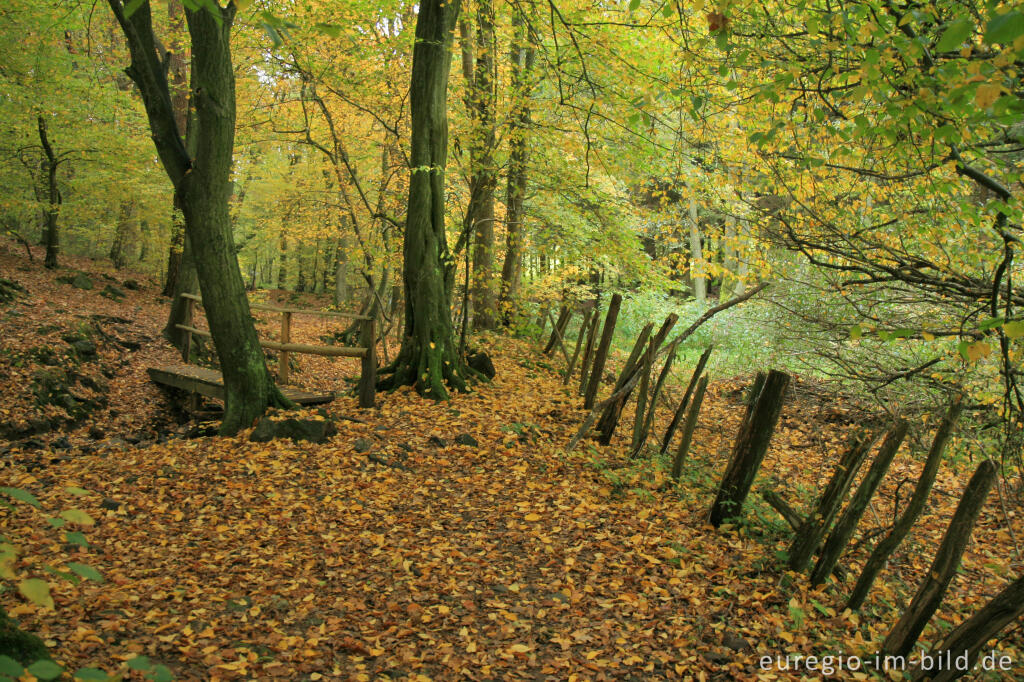 Detailansicht von Matthiasweg im Vichtbachtal bei Rott (Roetgen)