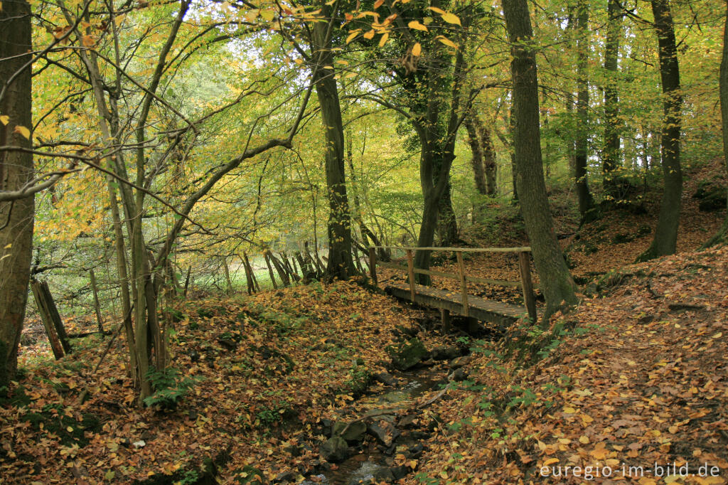 Detailansicht von Matthiasweg im Vichtbachtal bei Rott (Roetgen)