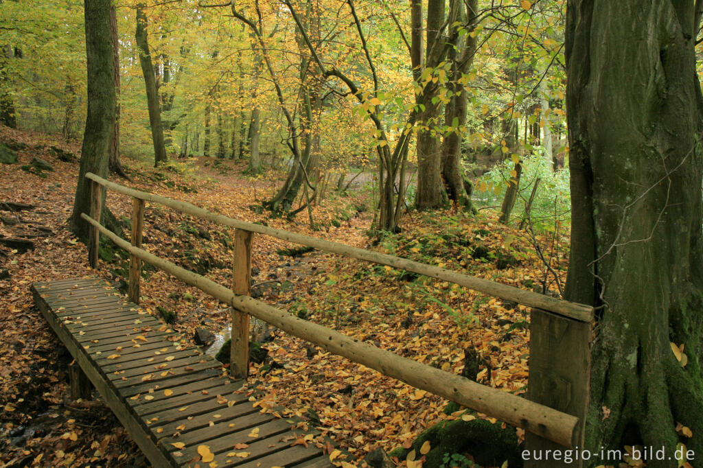 Detailansicht von Matthiasweg im Vichtbachtal bei Rott (Roetgen)