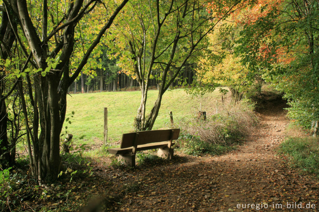 Detailansicht von Matthiasweg/Eifelsteig im Vichtbachtal bei Rott (Roetgen)