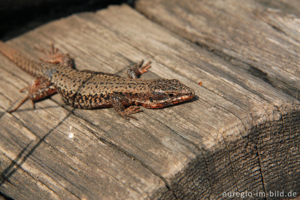 Detailansicht von Mauereidechse, Podarcis muralis, auf der Munterley im Naturschutzgebiet Gerolsteiner Dolomiten