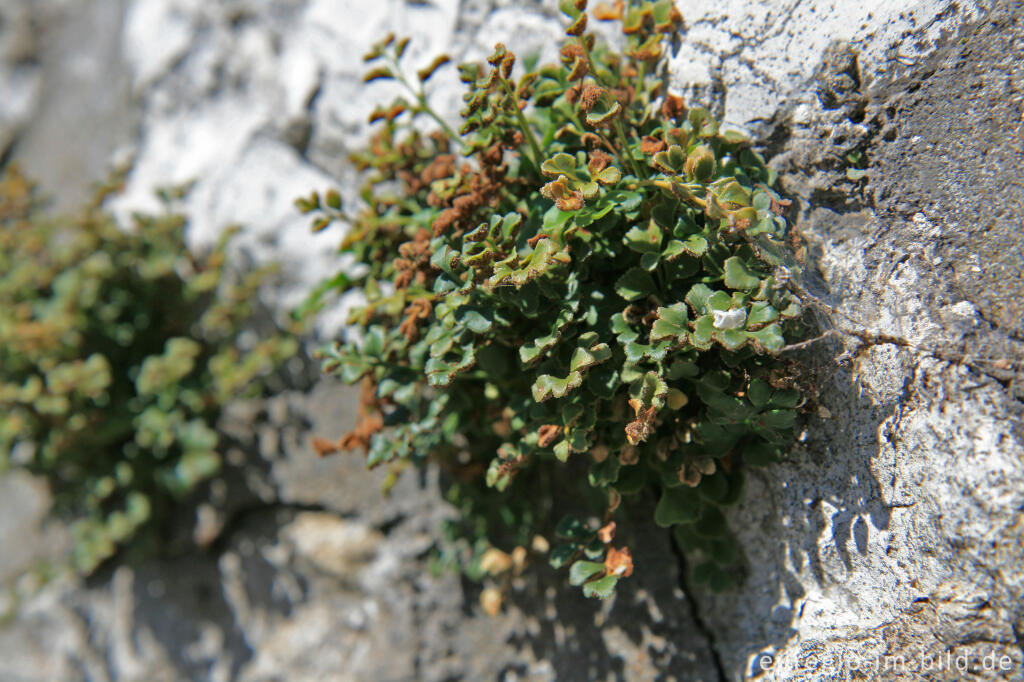 Detailansicht von Mauerfarn an einer Blausteinmauer,  Breinig, Nordeifel