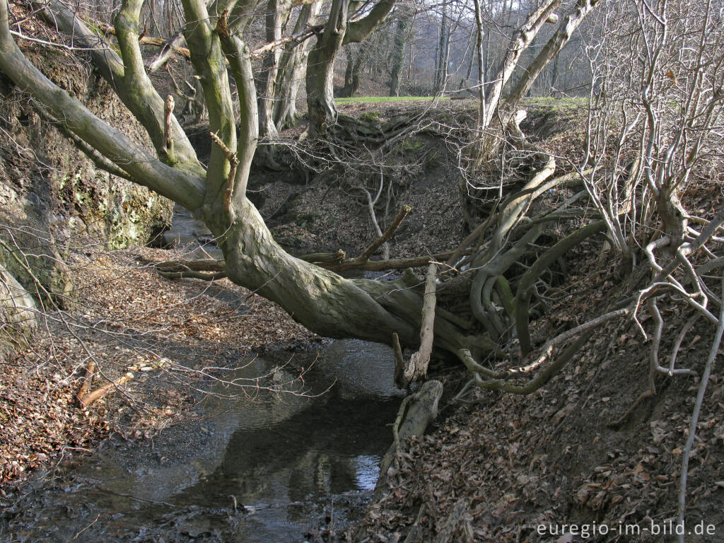 Detailansicht von Meisbach beim Wurmtal, Würselen