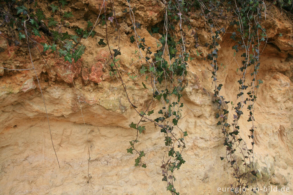 Detailansicht von Mergelgestein im Geultal bei Valkenburg