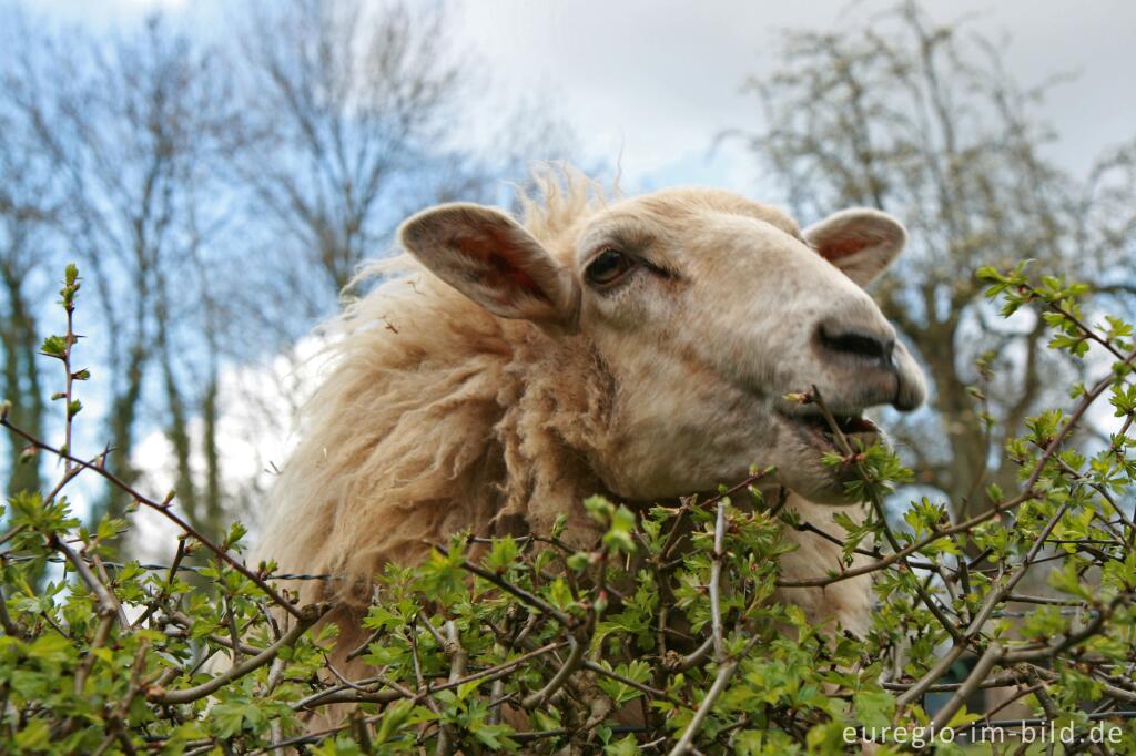 Detailansicht von Mergellandschaf in Südlimburg