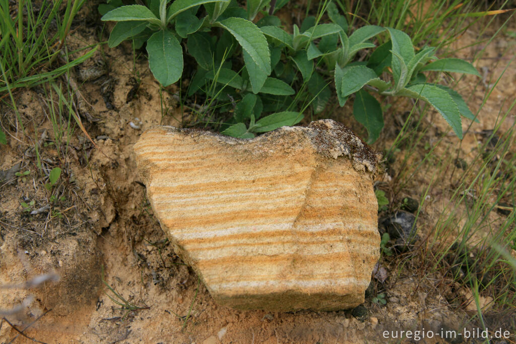 Detailansicht von Mergelstein mit Eisenoxidhaltigen Schichten, Mergelgrube t´Rooth