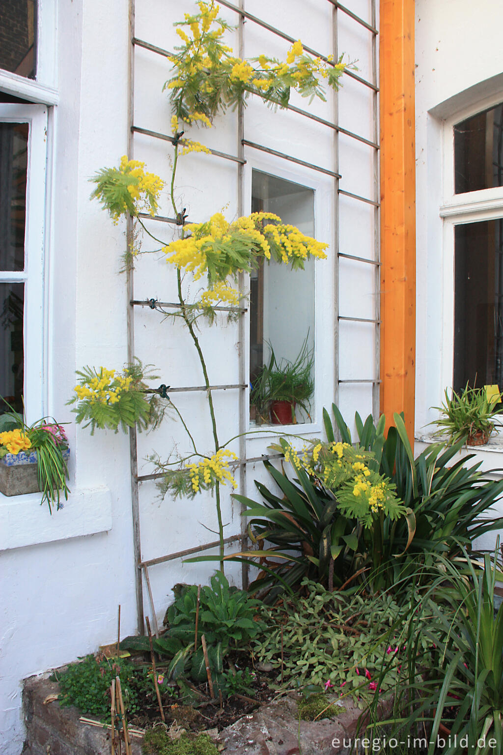 Detailansicht von Mimose, bzw. Silber-Akazie, in einem Wintergarten