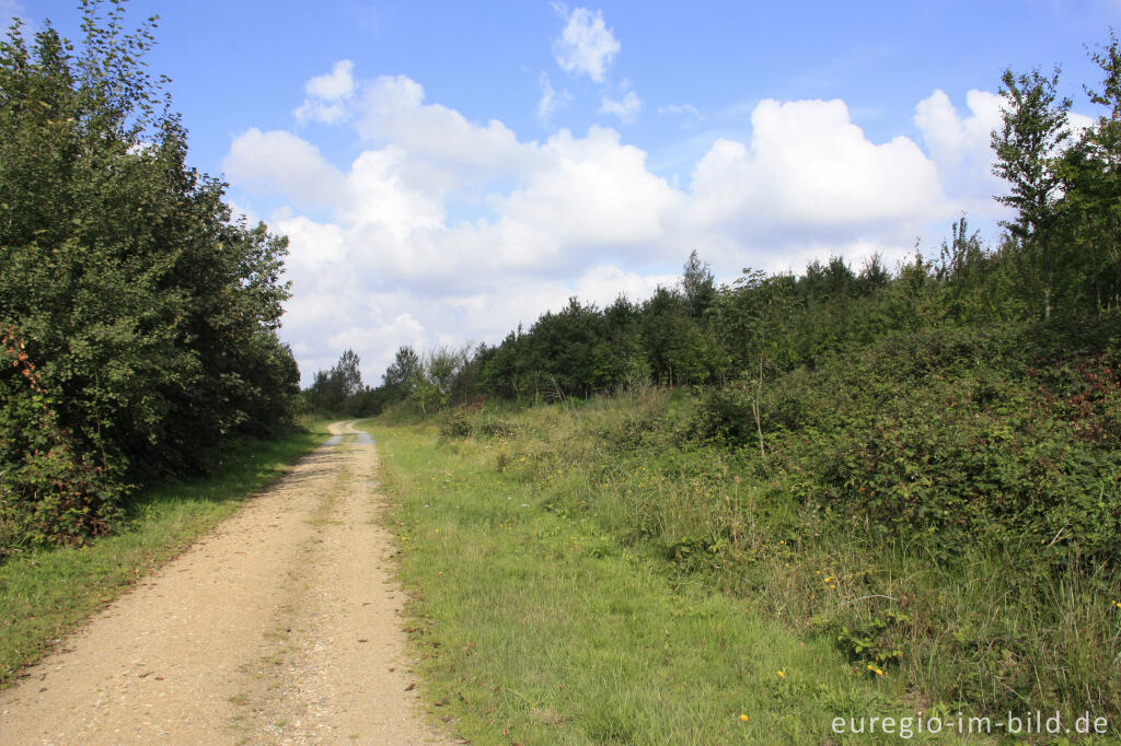 Detailansicht von Mispelweg, Sophienhöhe