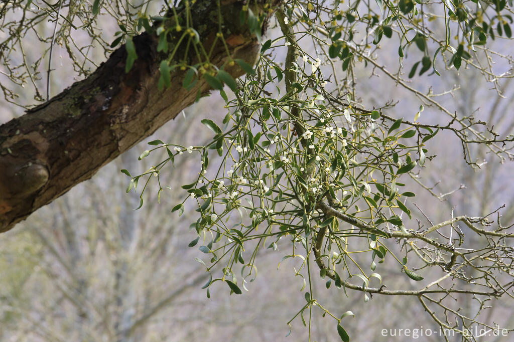 Detailansicht von Mistel mit Blüten und Beeren