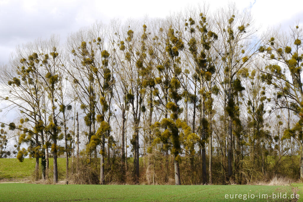 Detailansicht von Misteln bei Elsloo, NL