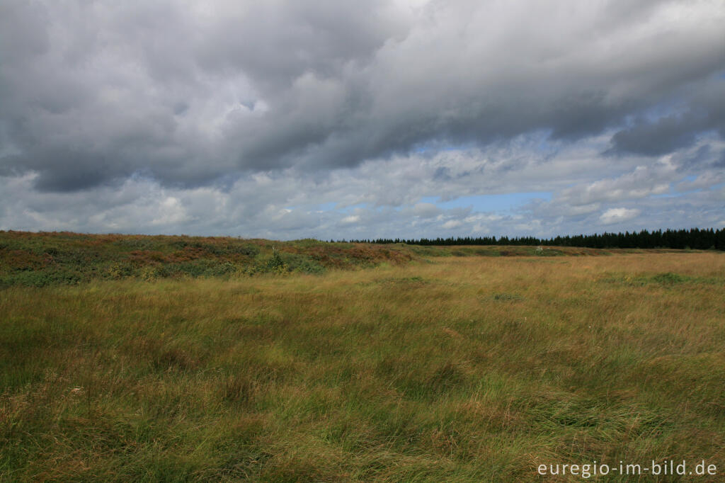 Detailansicht von Misten, Königliches Torfmoor im Brackvenn, Hohes Venn