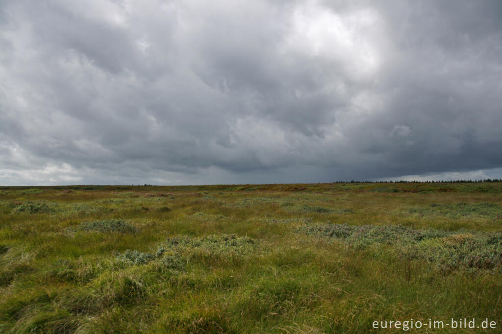 Misten, Königliches Torfmoor im Brackvenn, Hohes Venn