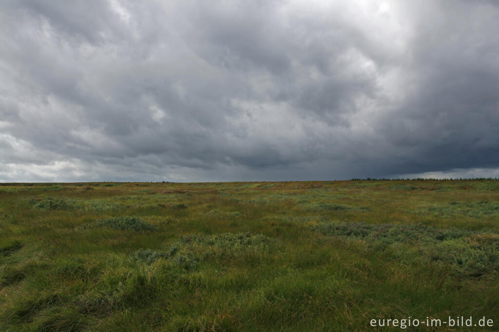 Detailansicht von Misten, Königliches Torfmoor im Brackvenn, Hohes Venn