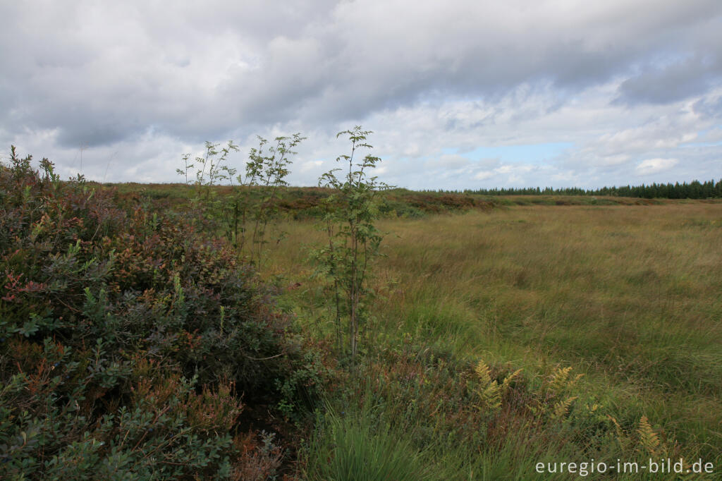 Detailansicht von Misten, Königliches Torfmoor im Brackvenn, Hohes Venn