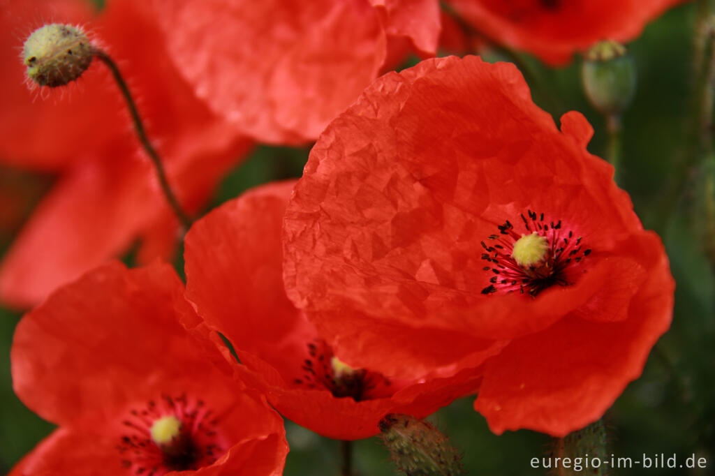 Detailansicht von Mohn, Papaver rhoeas